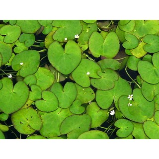 Hoa Thủy Nữ Thủy sinh( 2 cây có 2-3 lá)