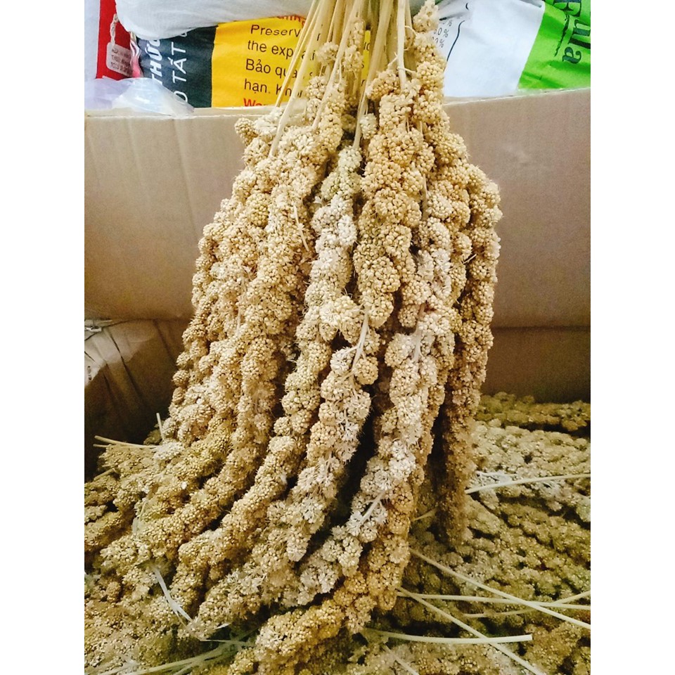 Kê sợi - giúp mượt lông dày lông ( dành cho hamster đuôi mập sóc chim)