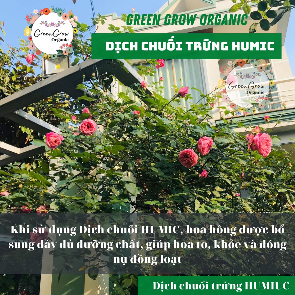 Dịch chuối trứng ủ HUMIC lên men phân bón hữu cơ kích rễ kích hoa cho hoa hồng và phong lan MS116 GREEN GROW