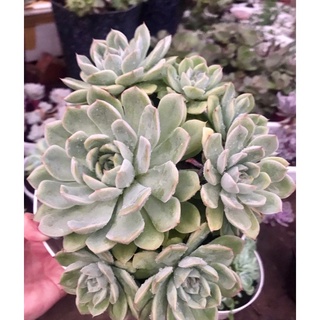 Sen đá Violet chậu size đại nhiều con size 20