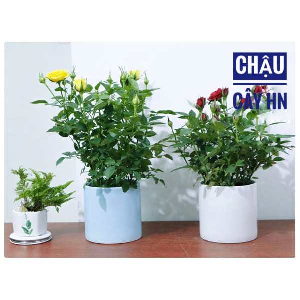 Chậu trụ trơn cao 8cm trồng sen đá,xương rồng, cây để bàn cực xinh