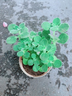 Nhất Mạt Hương (sen thơm) kèm chậu sứ