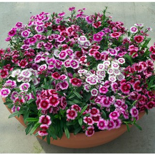 Hạt Giống Hoa Cẩm Chướng Đơn