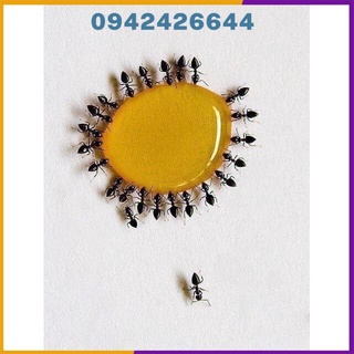 Combo 5 lọ Thuốc diệt kiến gián sinh học--HH200+