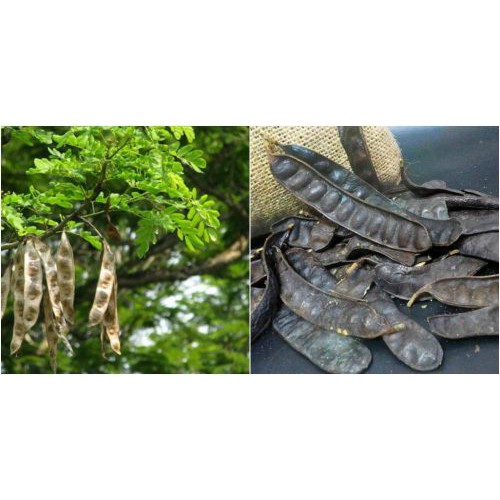1Kg Quả Bồ kết khô mẩy chuẩn xịn DV098