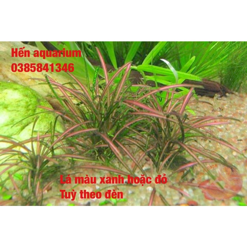 Cây thuỷ sinh cỏ đỏ - Siêu khoẻ mạnh và dễ sống cho người mới chơi