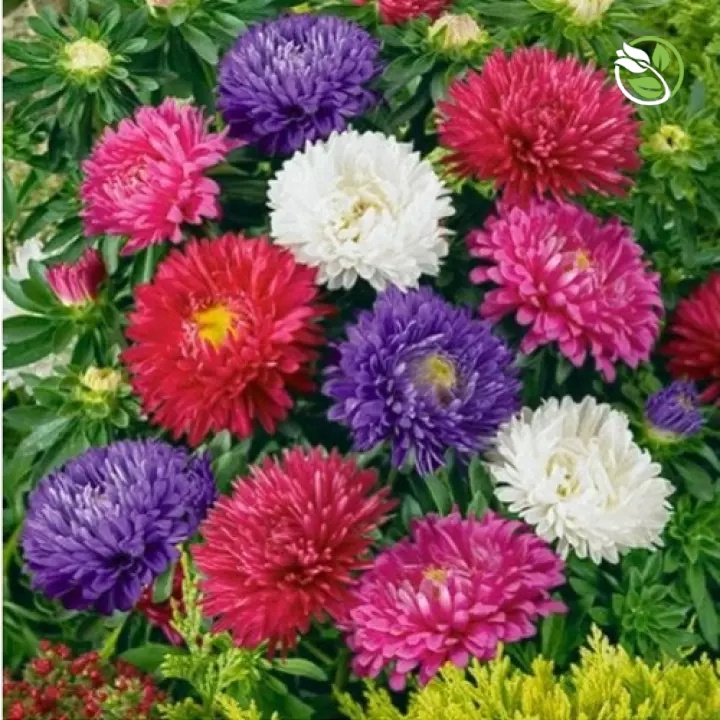Hạt Giống Hoa Cúc Đài Loan Mix PN-18 - Gói 500mg - Callistephus Milady Mix