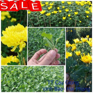 100 cây giống hoa cúc pha lê vàng chơi tết Cây Giống Hoa Cúc Vàng ✅ Vườn hoa giống VBHP
