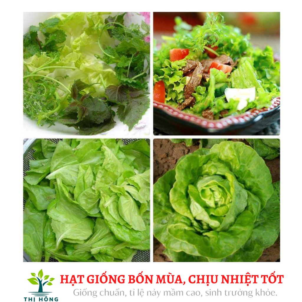 Hạt giống xà lách đăm số 1 2g