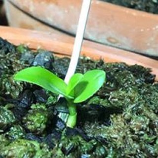 Hoa lan - 5ct tuyết ngọc( cây cao 10cm, trồng ấm chậu)