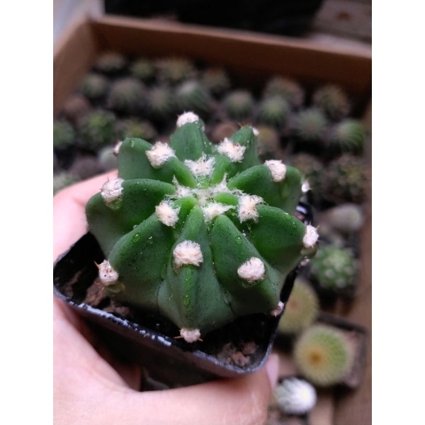 Xương rồng Echino