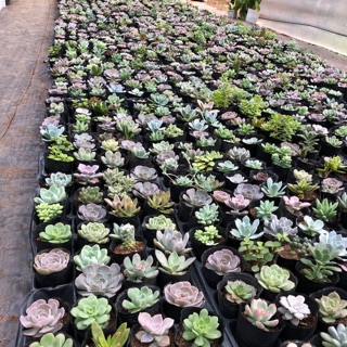 ❤️giá Sỉ 30 bầu sen đá đủ loại (combo30)