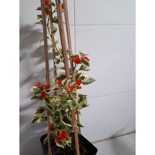 Cây 🌲 Giấy cẩm thạch cam (siêu hoa)