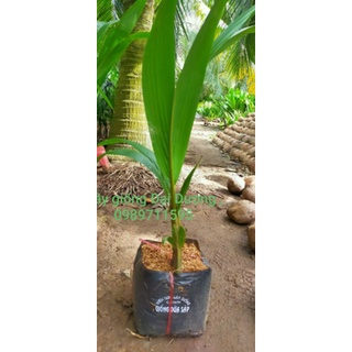 Dừa sáp 170k/1 cây