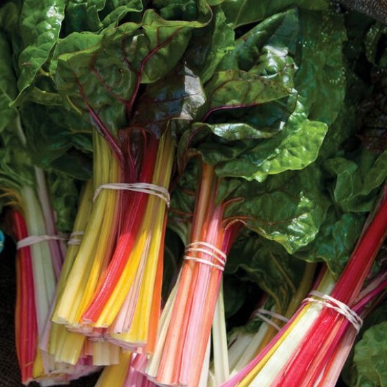 Hũ lẻ 100 hạt giống cải cầu vồng Swiss Chard hữu cơ Johnny Seeds Mỹ màu sáng đặc trưng nhiều màu sắc cây to dễ trồng