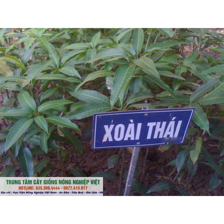 Cây Xoài Thái Hạt Lép