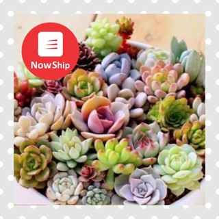 [MUA 10 TẶNG 1] Combo 10 cây sen đá khác nhau mini 3-5 cm - bộ sưu tập cây cảnh ngoài trời dễ thương