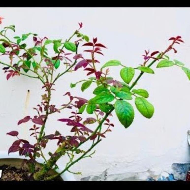 Phân B1 Thái Lan. Chai 100ml. Dùng cho Lan, Hoa cây cảnh, cây bonsai, Hoa hồng, hoa giấy