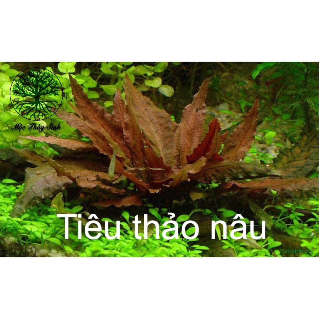 TIÊU THẢO NÂU THUỶ MỘC - CÂY THUỶ SINH DỄ TRỒNG, SIÊU ĐẸP, MÀU LONG LANH VÀ PHÁT TRIỂN TỐT CHO BỂ THUỲ SINH