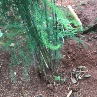 combo 20cây măng tây ươm bầu