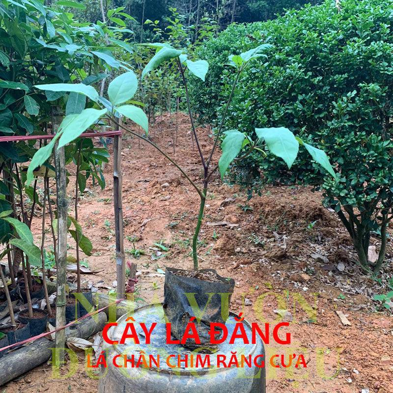 🌱Giống cây Lá Đắng, Cây Lá Lằng, Lá Chân Chim Đặc Sản Thanh Hóa🌱
