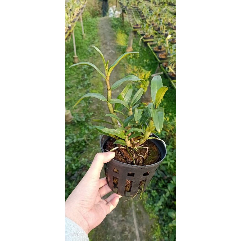 Lan Dambri hoa trắng lưỡi cam