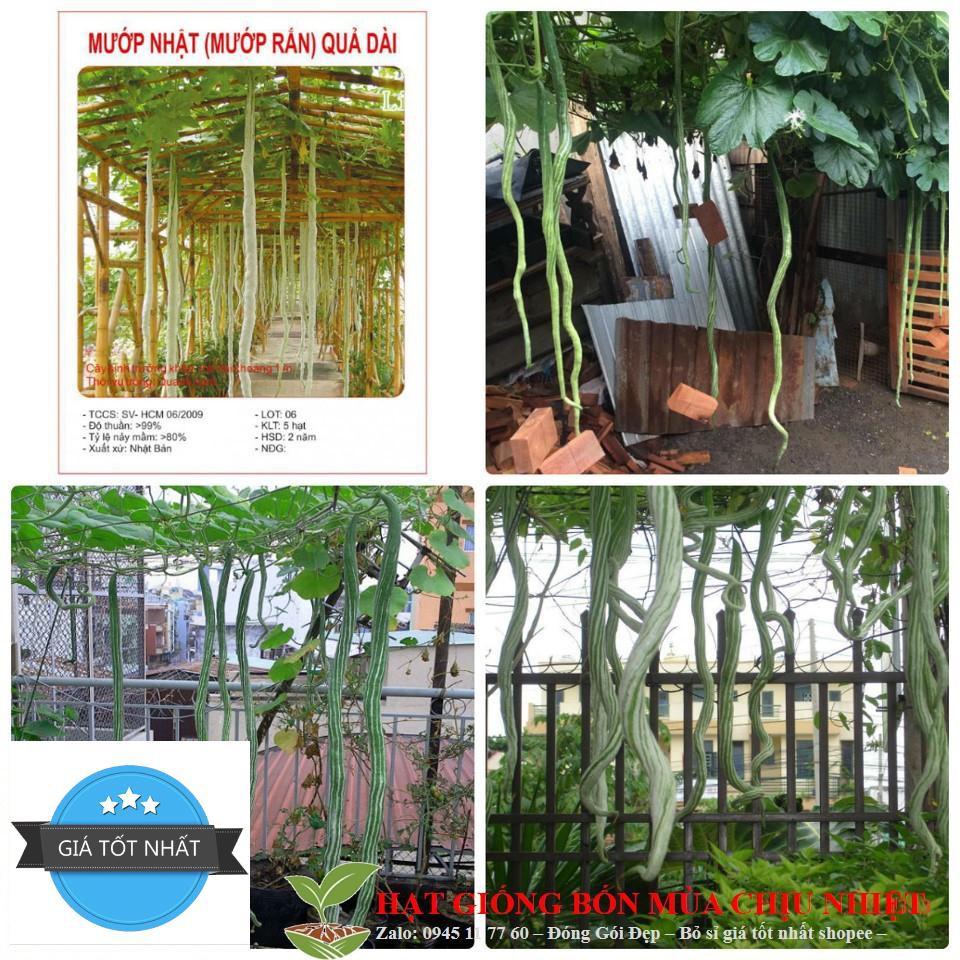Hạt Giống Mướp Rắn 10 Hạt