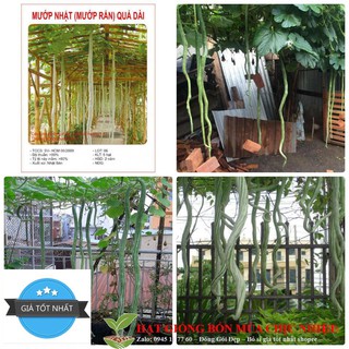 Hạt giống mướp rắn 10 hạt