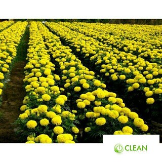 Hạt giống Cúc Vạn Thọ Mỹ (50 hạt)