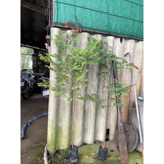 Cây Giống Gỗ Cẩm Lai