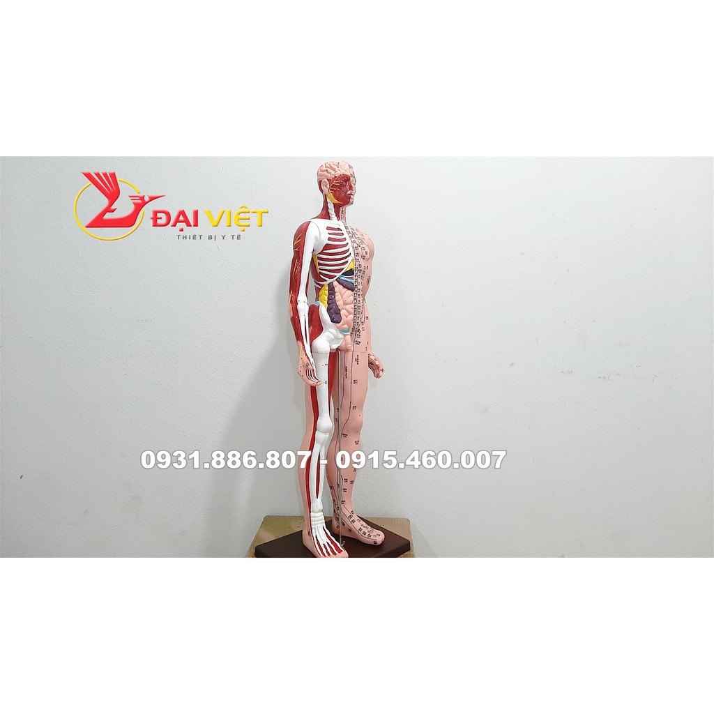 Mô hình huyệt vị cơ thể người kèm giải phẫu nội tạng