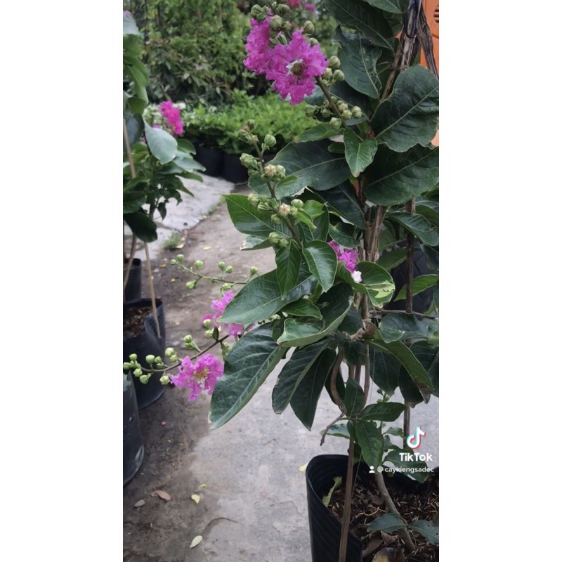 Caykiengsadec cay hoa bằng lăng thái + Tặng Phân Bón