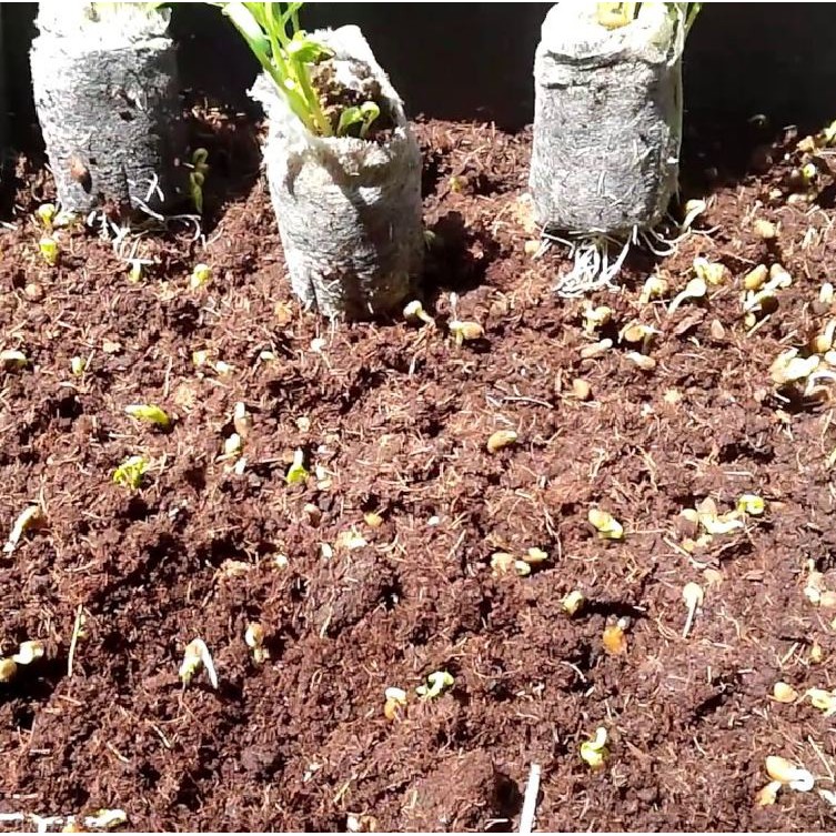 Viên nén mùn dừa trồng cây - Mùn dừa viên nén  1 viên 500gr