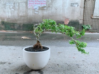 Chậu Cây Linh Sam