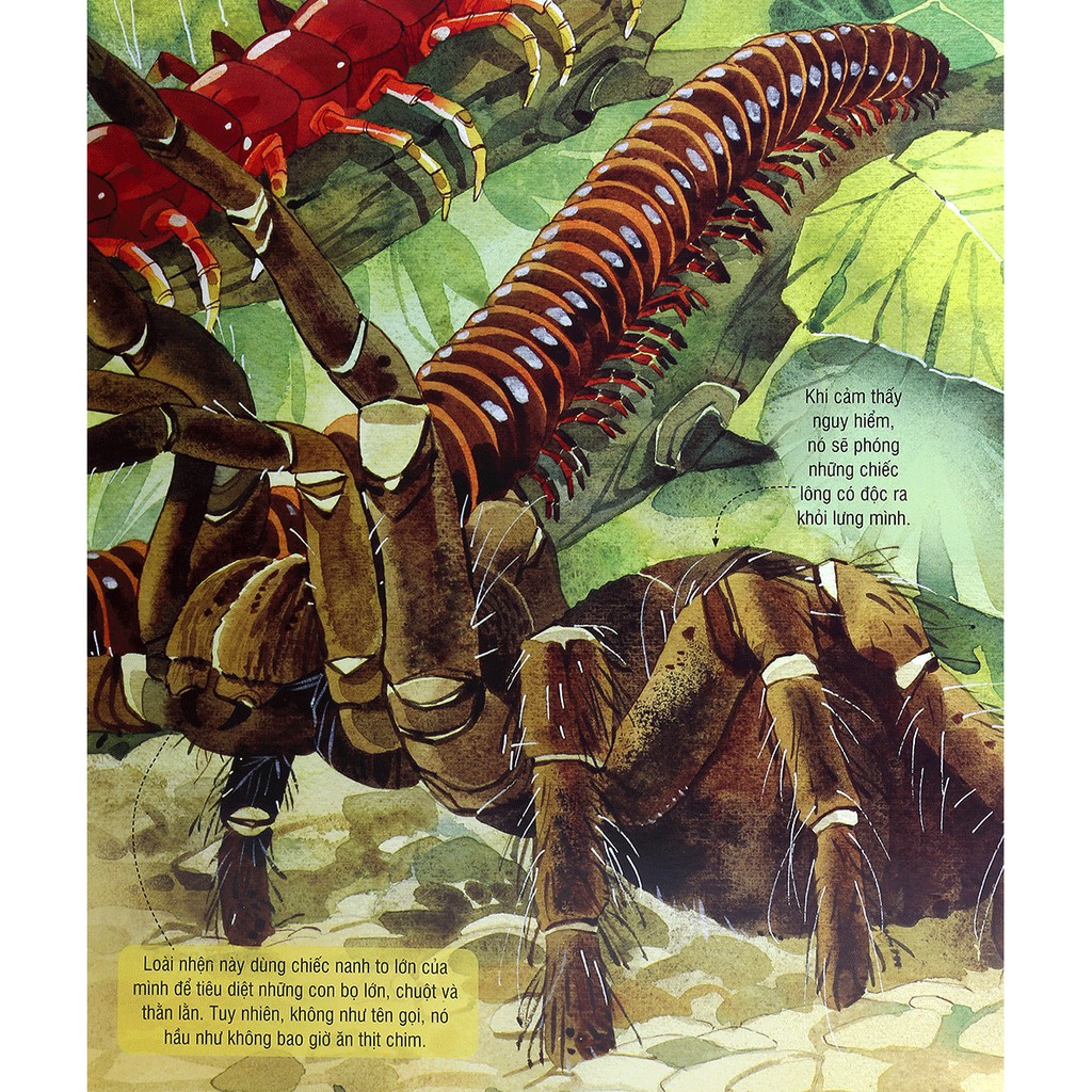 Sách - Cuốn Sách Khổng Lồ Về Những Con Bọ - (Big Book Of Big Bugs) | BigBuy360 - bigbuy360.vn