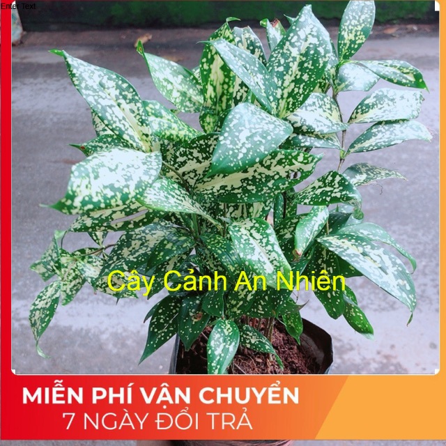 Cây Trúc Nữ Hoàng