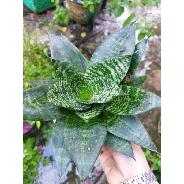 Cây lưỡi mèo Thái lan lùn