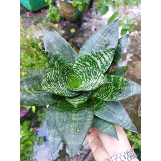 Cây lưỡi mèo Thái lan lùn