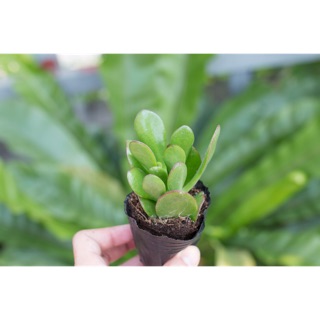 Sen đá thạch bích 5-7cm - Vườn sen đá