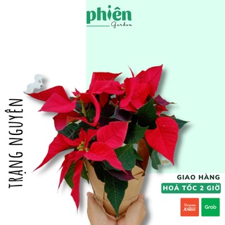 Cây Trạng Nguyên lá đỏ chơi Tết, Trạng Nguyên đỏ