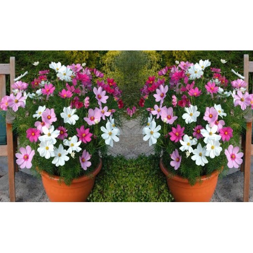1 Lạng hạt giống hoa cúc cánh bướm nhiều màu