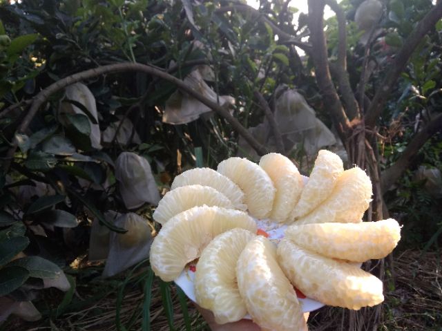 BƯỞI DIỄN SỊN ( BAO NGỌT)