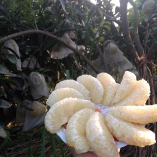 Bưởi diễn sịn