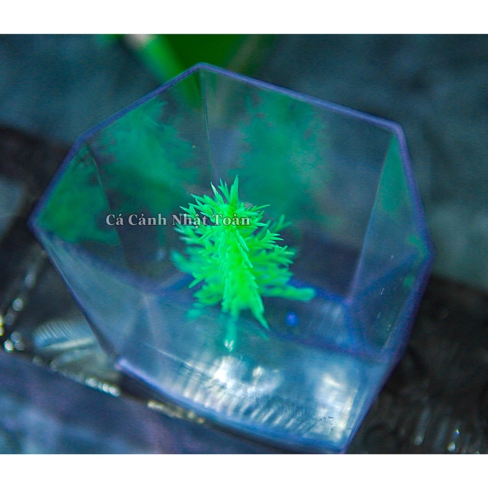 BỂ NUÔI CÁ BETTA 1 NGĂN MECA XINXIN
