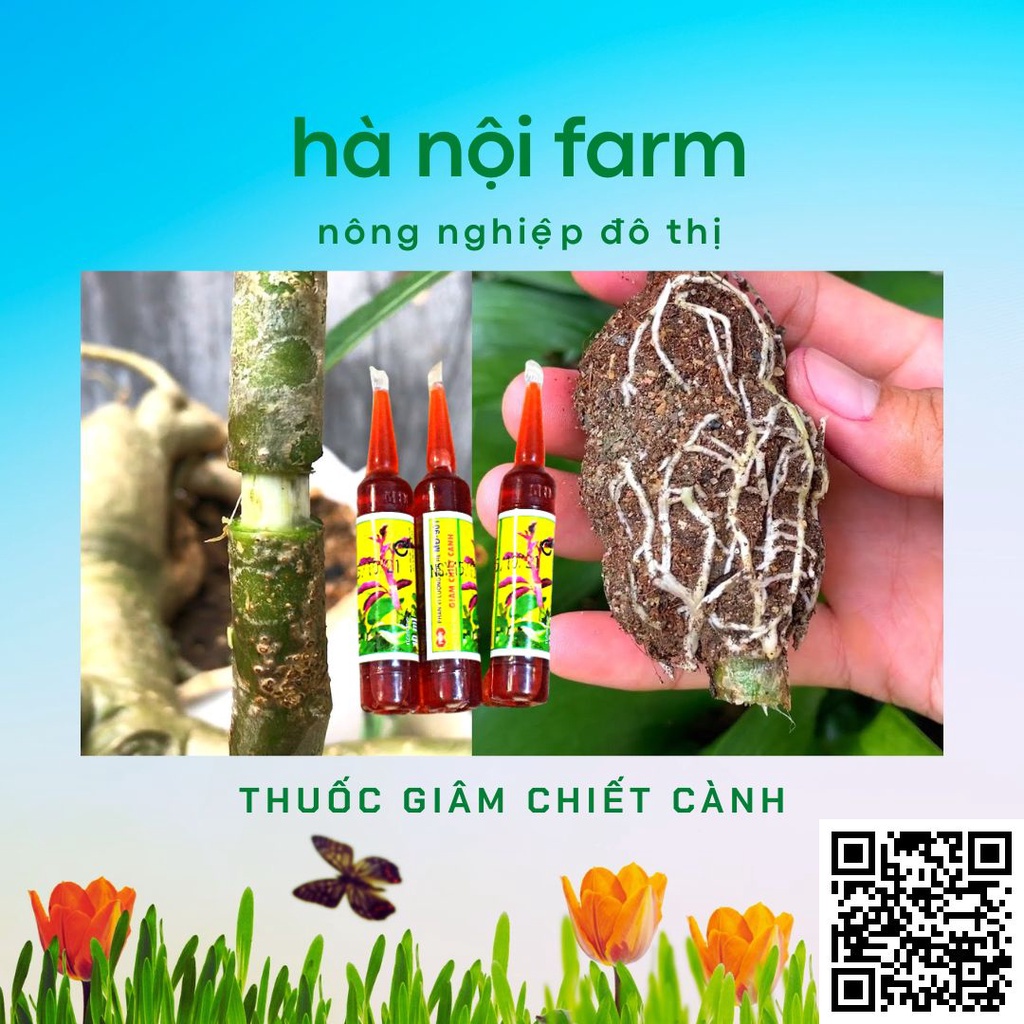 THUỐC KÍCH RỄ GIÂM CHIẾT CÀNH MINH ĐỨC -  MD-901
