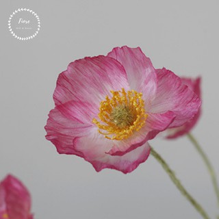 Cành hoa Poppy Trắng