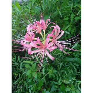 Củ giống hoa bỉ ngạn hoa màu hồng - Kèm viên nén ươm củ - DC