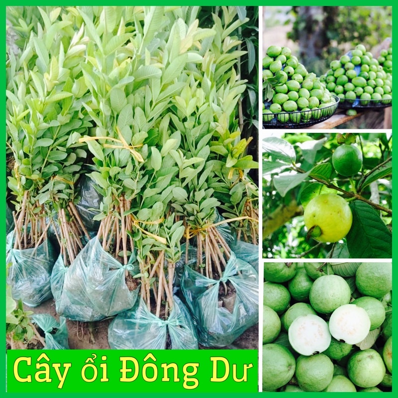 Cây ổi đông dư quả nhỏ rất thơm ra quả quanh năm ( ảnh thật hình cuối)