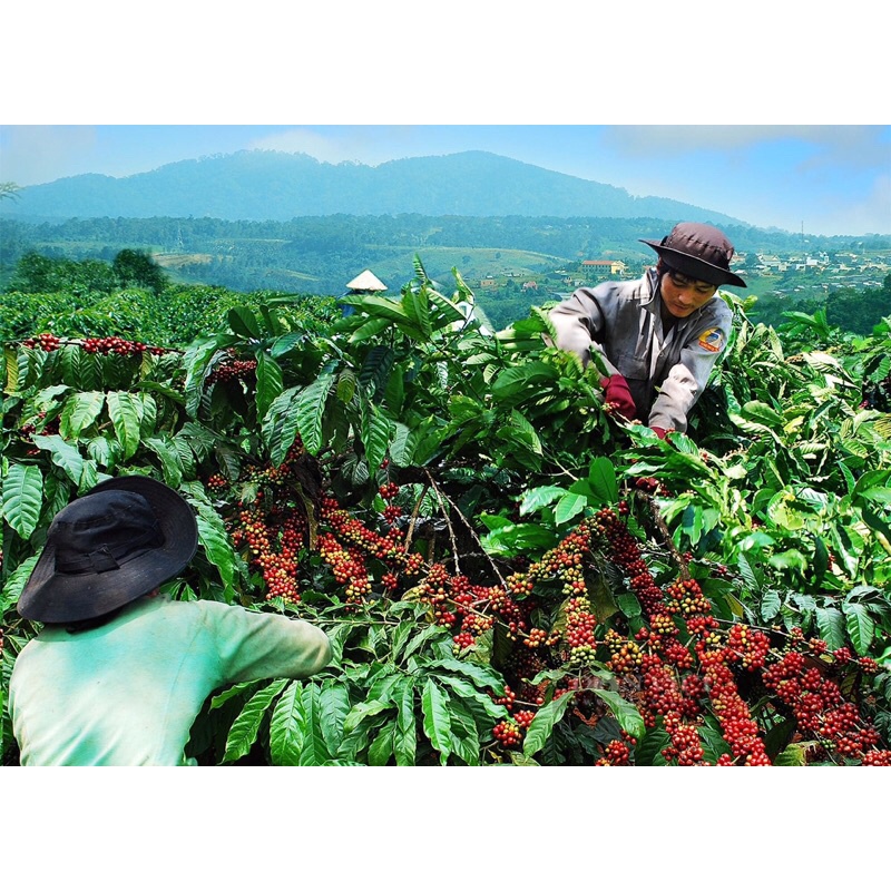 CAFE BỘT NGUYÊN CHẤT ROBUSTA MIKA 5KG | BigBuy360 - bigbuy360.vn
