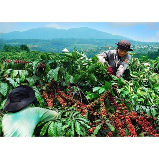 CAFE BỘT NGUYÊN CHẤT ROBUSTA MIKA 5KG